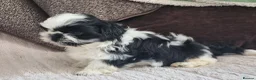 Shih Tzu dogs for sale: Shihtzu puppies - Advert 13