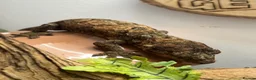 Gecko reptiles for sale: CB24 Mainland Chahoua geckos |  breeding pair  - Advert 8