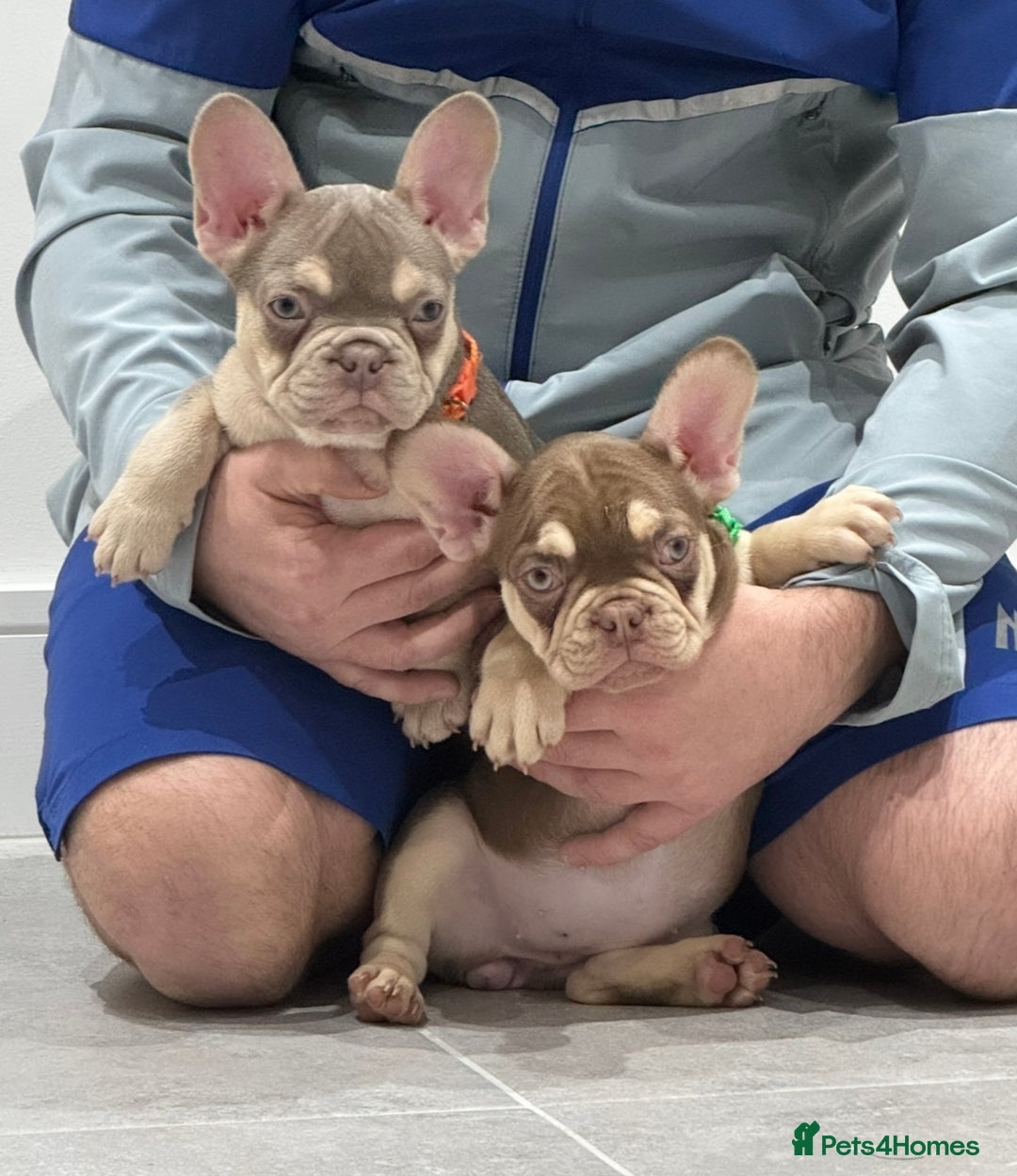 French Bulldog dogs for sale: French bulldog  - Advert 4