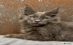 Maine Coon cats for sale: Championship bloodline GCCF Maine Coon kittens - Image 6