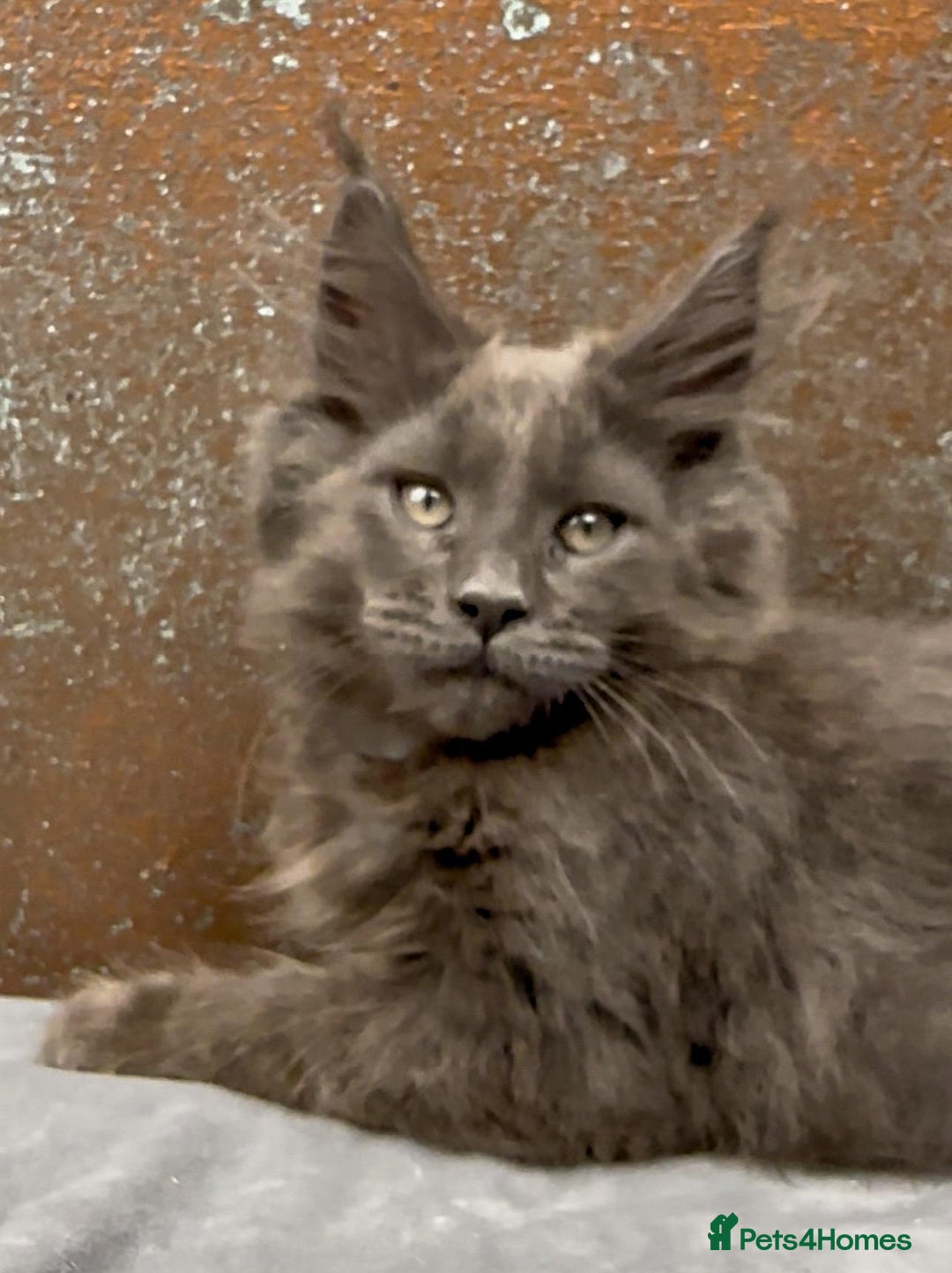 Maine Coon cats for sale: Championship bloodline GCCF Maine Coon kittens - Image 6