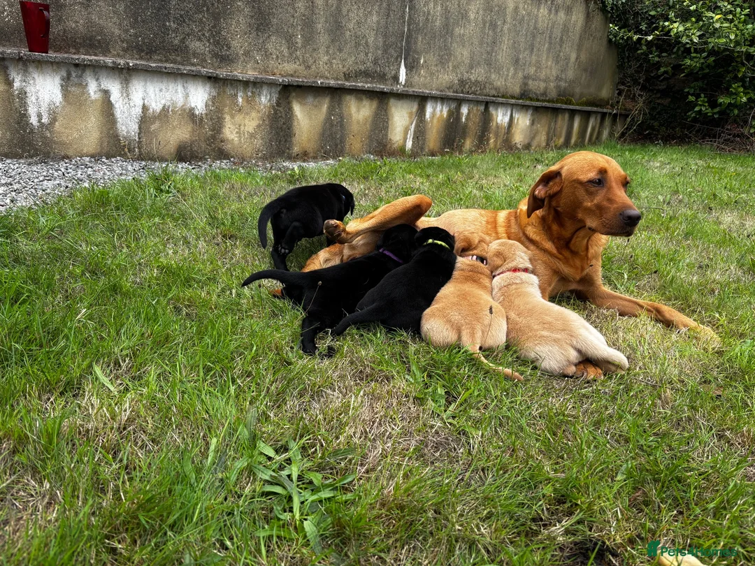 Labrador Retriever dogs for sale: Working line Labrador puppies - Advert 1