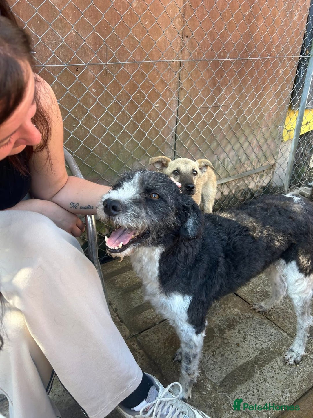 Mixed Breed dogs for adoption: Irina - Norwich Norfolk  - Image 2