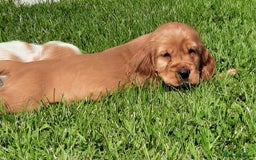 Cocker Spaniel dogs for sale: Cocker spaniel puppies  - Image 4