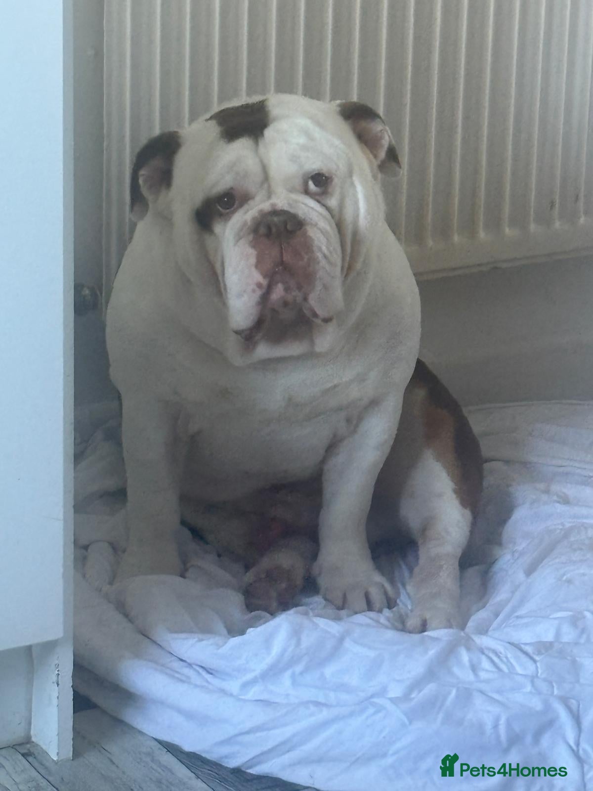 English Bulldog dogs Old English bulldog  - Advert 10