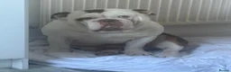 English Bulldog dogs for sale: Old English bulldog  in Plymouth - Advert 1