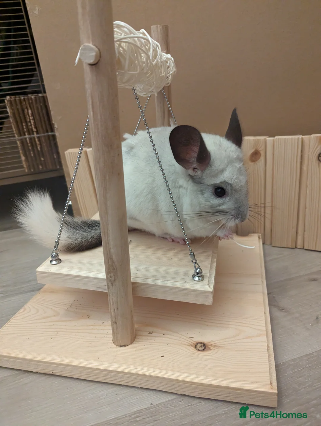 Chinchilla rodents for sale: Two Male Chinchillas with Cage and Set-Up - Advert 4