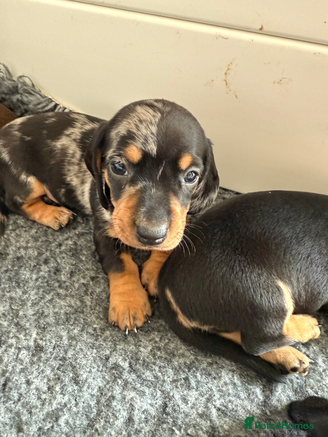 Miniature Dachshund dogs for sale: KC Reg, short haired miniature daschund puppies - Image 4