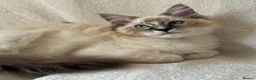 Ragdoll cats for sale: TICA Registered Males Available  - Advert 6