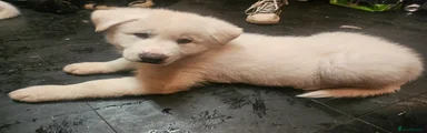 Shepsky 1