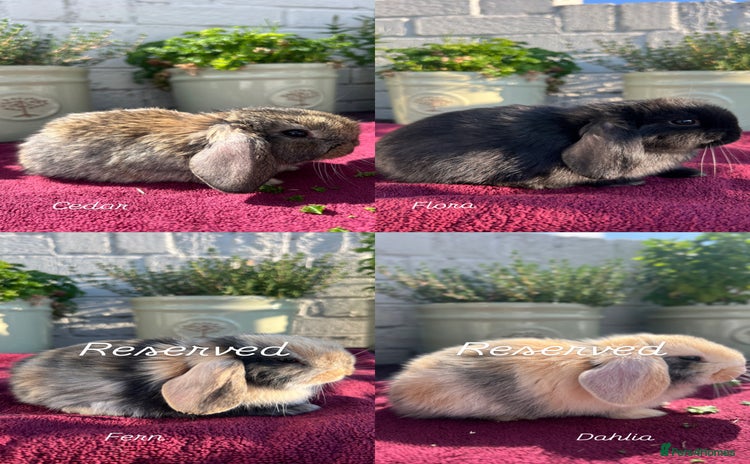 Mini Lop rabbits - Advert 16