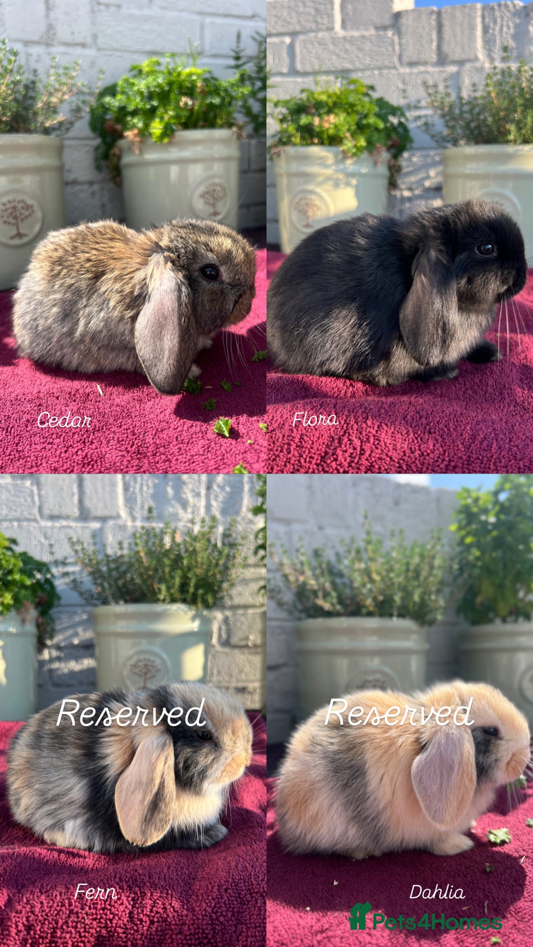 Mini Lop rabbits for sale: Mini Lop Baby Rabbits/Bunnies  - Image 1