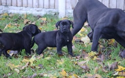 Presa Canario dogs for sale: Presa canario puppies (recognised breeder) - Image 35