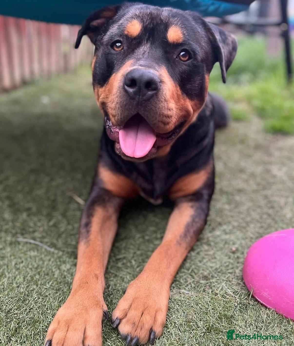 Mixed Breed dogs 2 year old Rottweiler x dachshund  in Leicester - Advert 4