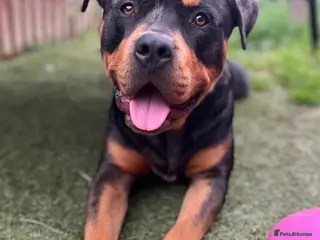 Mixed Breed dogs 2 year old Rottweiler x dachshund in Leicester - Advert 10