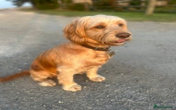 Cockapoo dogs for sale: Cockerpoo Pups by POLICE K9 Behaviourist  - Image 7