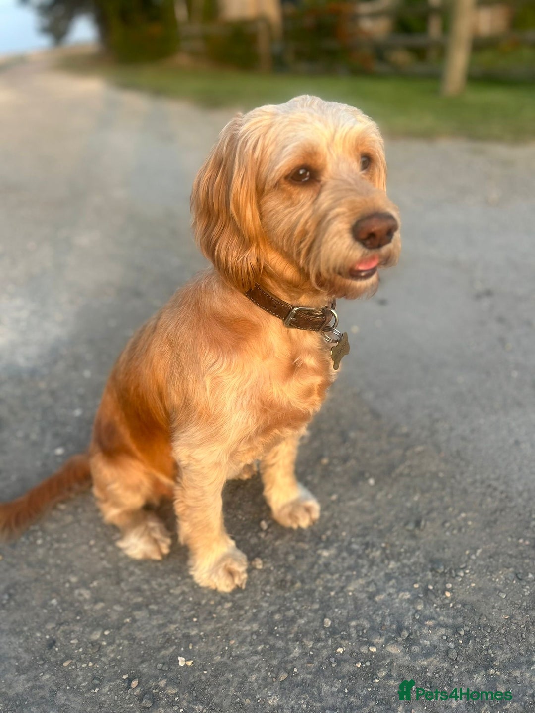 Cockapoo dogs for sale: Cockerpoo Pups by POLICE K9 Behaviourist  - Image 7