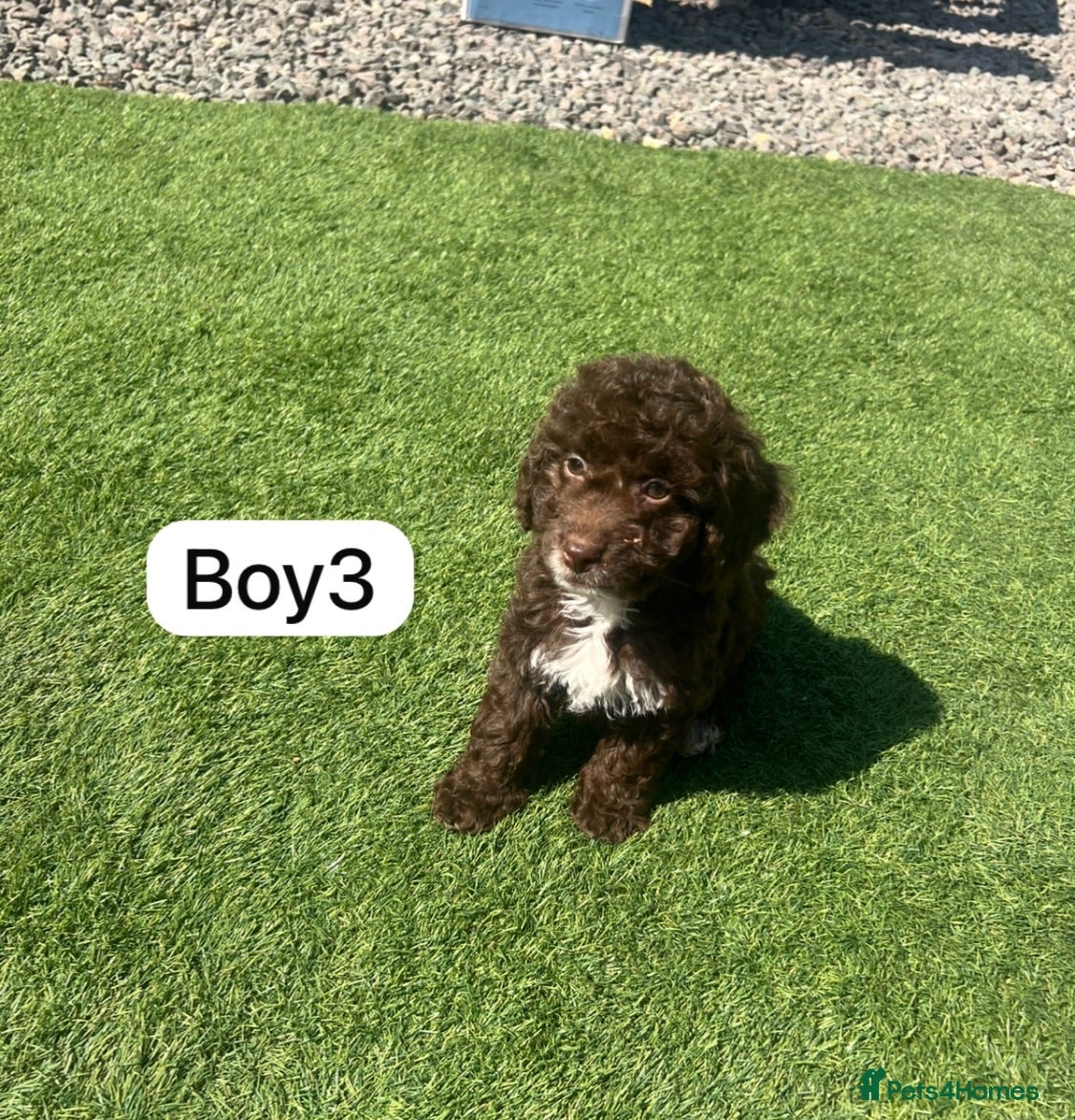 Cockapoo dogs Cockapoo puppies - Advert 18