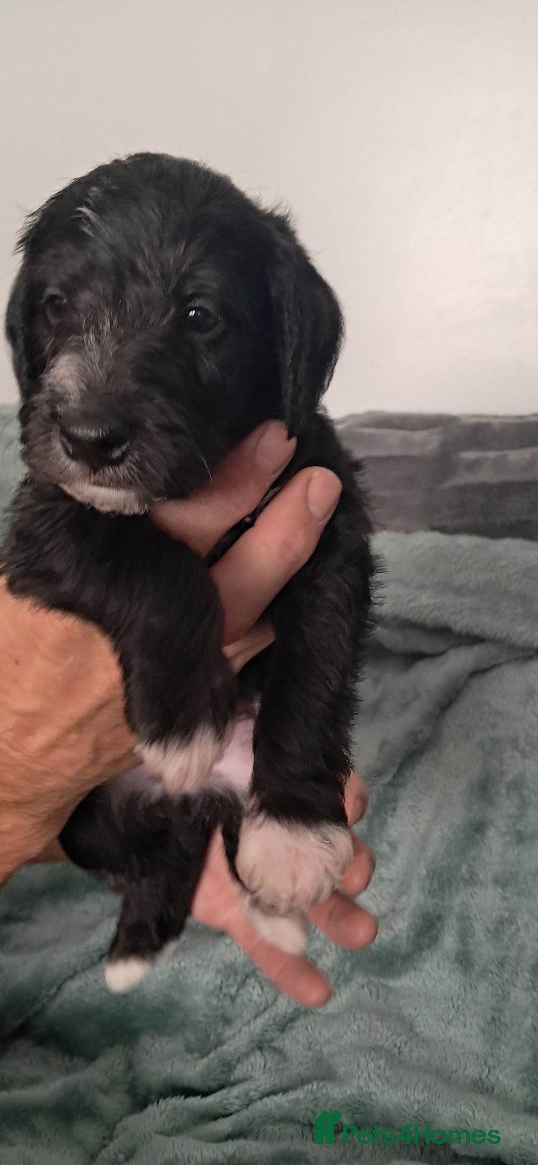 Mixed Breed dogs for sale: 3 boys  - Image 6