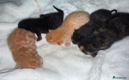 Mixed Breed cats for sale: Kittens for sale - Image 2