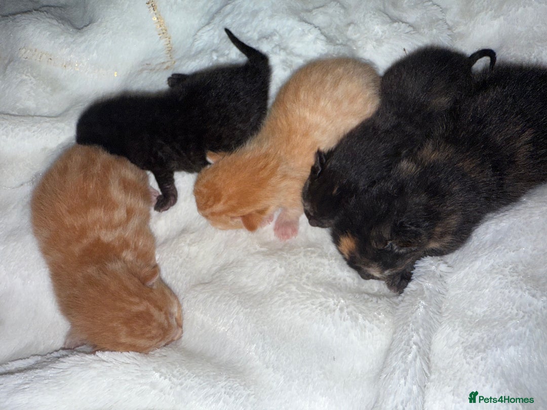 Mixed Breed cats for sale: Kittens for sale - Image 2