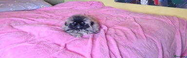 Pekingese Puppy 2