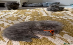 Persian cats for sale: Grand Imperial Bloodlines Pedigree Cats, Reduced! - Image 3