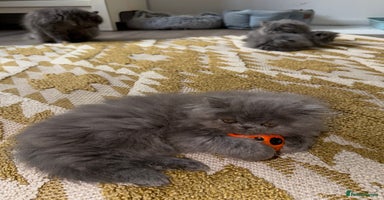 Persian cats - Advert 1