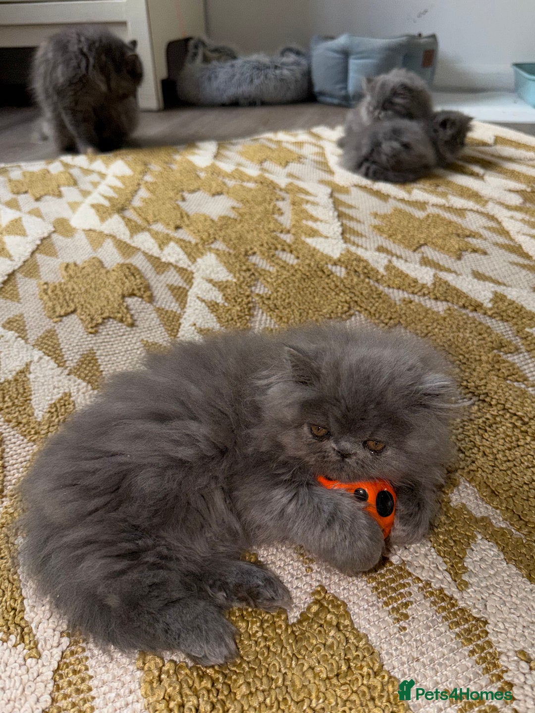 Persian cats for sale: Grand Imperial Bloodlines Pedigree Cats, Reduced! - Image 3