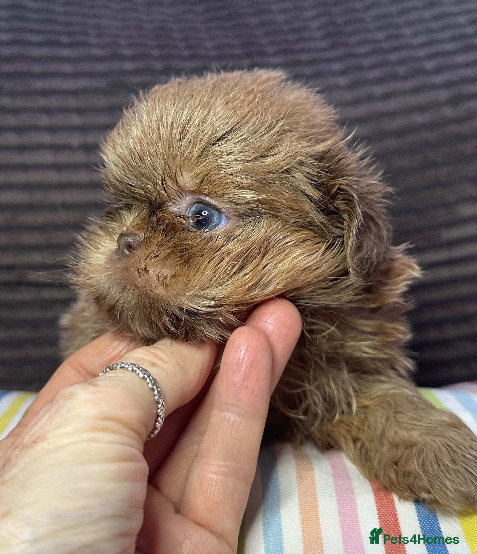 Shih Tzu dogs Imperial shihtzu pups Ready Now! - Advert 4