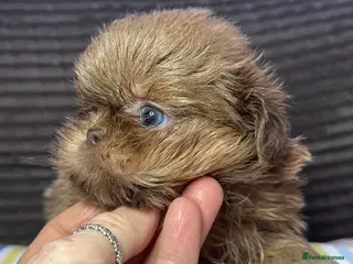 Shih Tzu dogs Imperial shihtzu pups Ready Now! - Advert 4