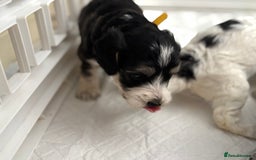 Cockapoo dogs for sale: F1 cockapoos beautiful litter 5 left* - Image 37