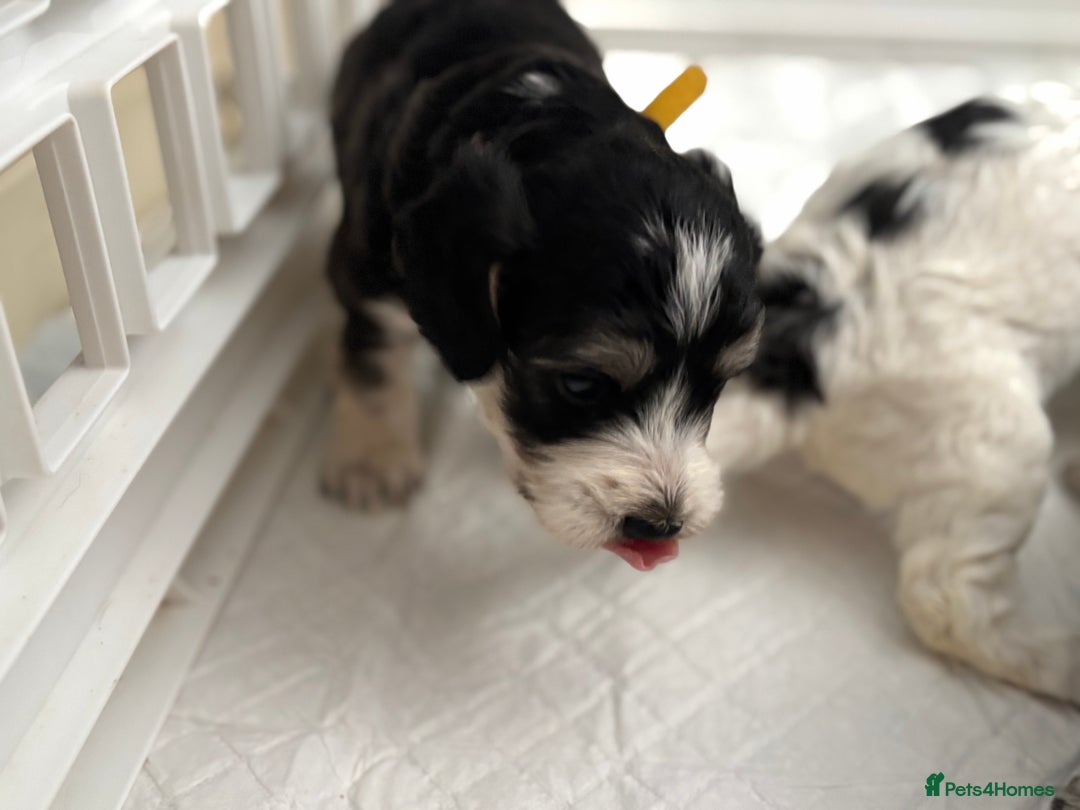 Cockapoo dogs for sale: F1 cockapoos beautiful litter 5 left* - Image 37