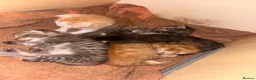 Mixed Breed cats for sale: Very loving kittens.  - Advert 4