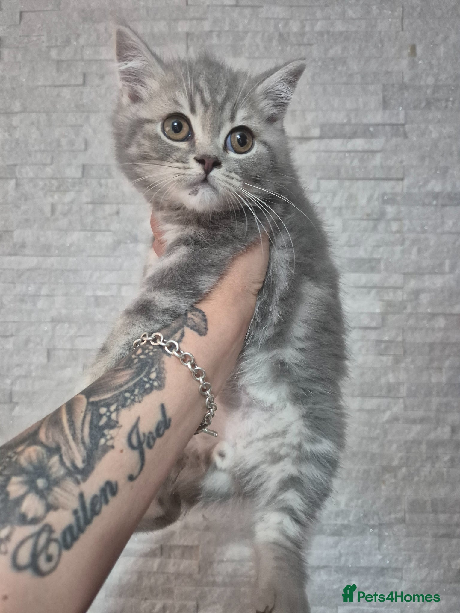 British Shorthair cats Reduced british shorthair only 1 left - Advert 2