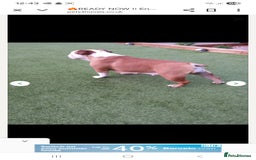 English Bulldog dogs for sale: English Bulldog  - Image 4