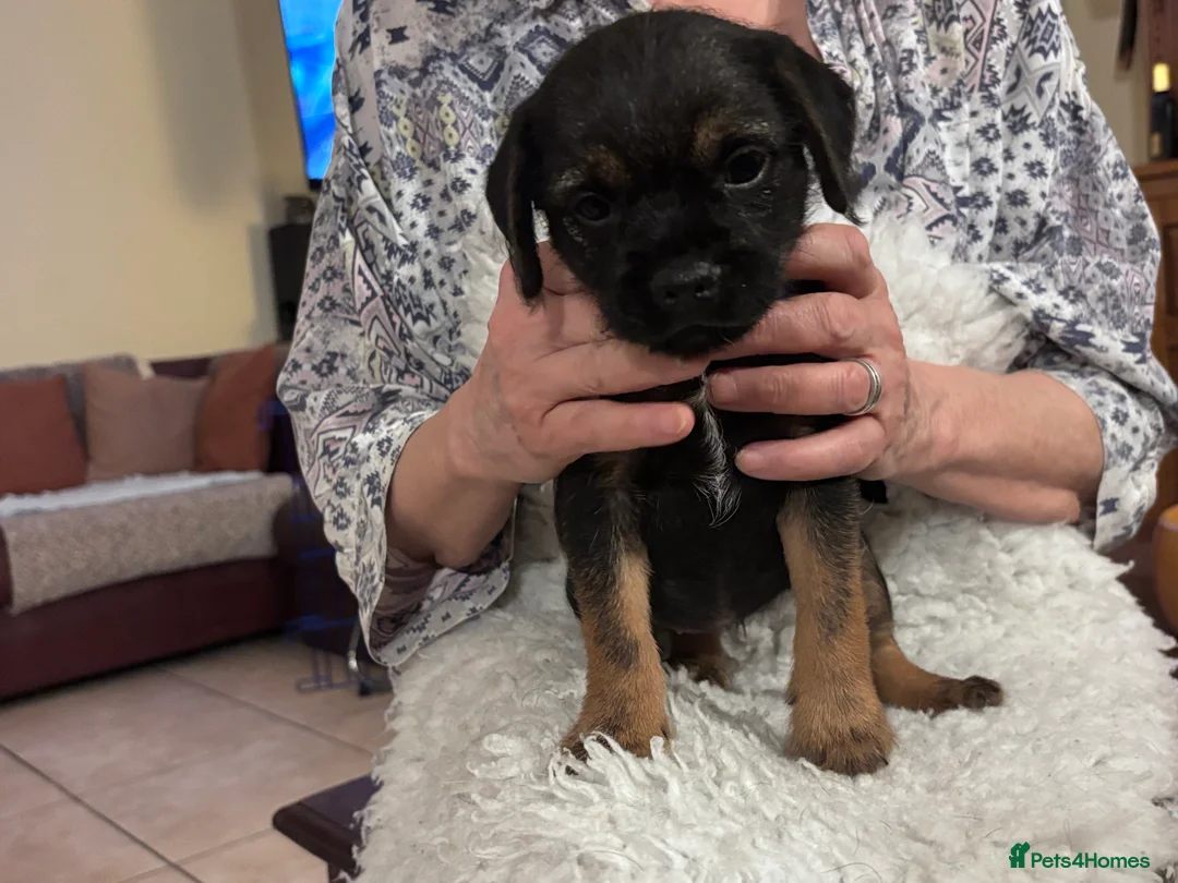 Border Terrier dogs for sale: Stunning KC Registered Border Terrier Puppies - Advert 5