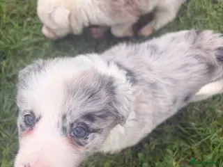 Border Collie dogs HEALTH TESTED CLEAR PARENTS BORDER COLLIE PUPS - Advert 6
