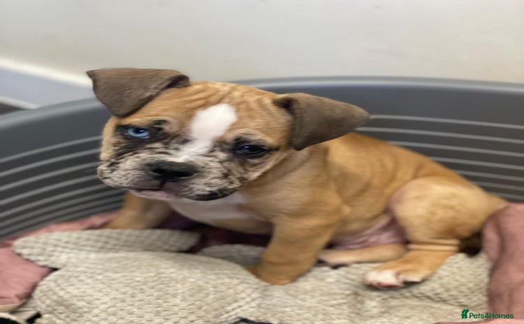 Mixed Breed dogs - Advert 1