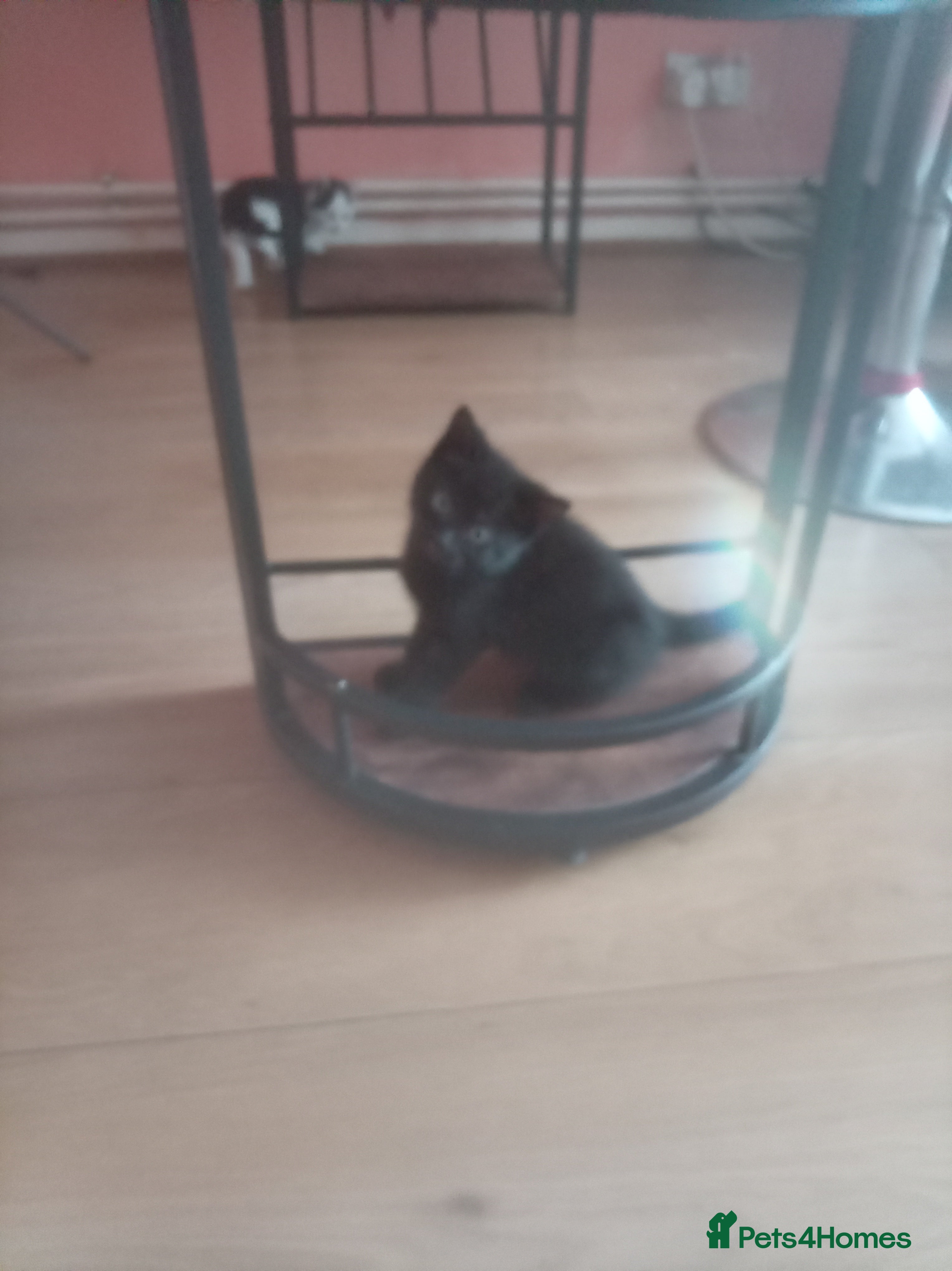 Mixed Breed cats for sale: Kitten  - Advert 3