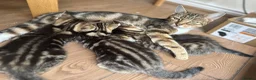 Mixed Breed cats for sale: Kittens  in Rochdale - Advert 1