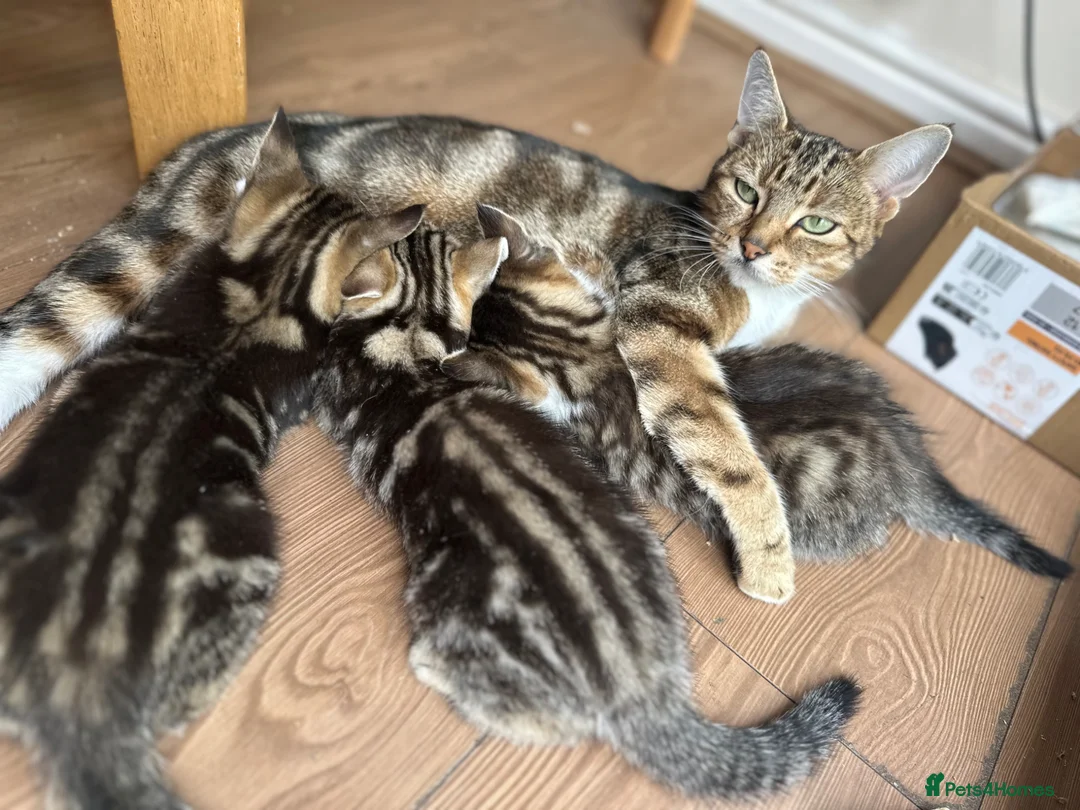 Mixed Breed cats for sale: Kittens  in Rochdale - Advert 1