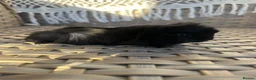 Guinea Pig rodents for sale: Handsome baby long haired male guinea pigs. - Advert 4