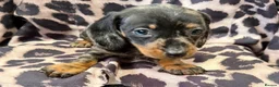 Miniature Dachshund dogs for sale: Miniature Dachsund puppies 3 boys 1 girl  - Advert 19