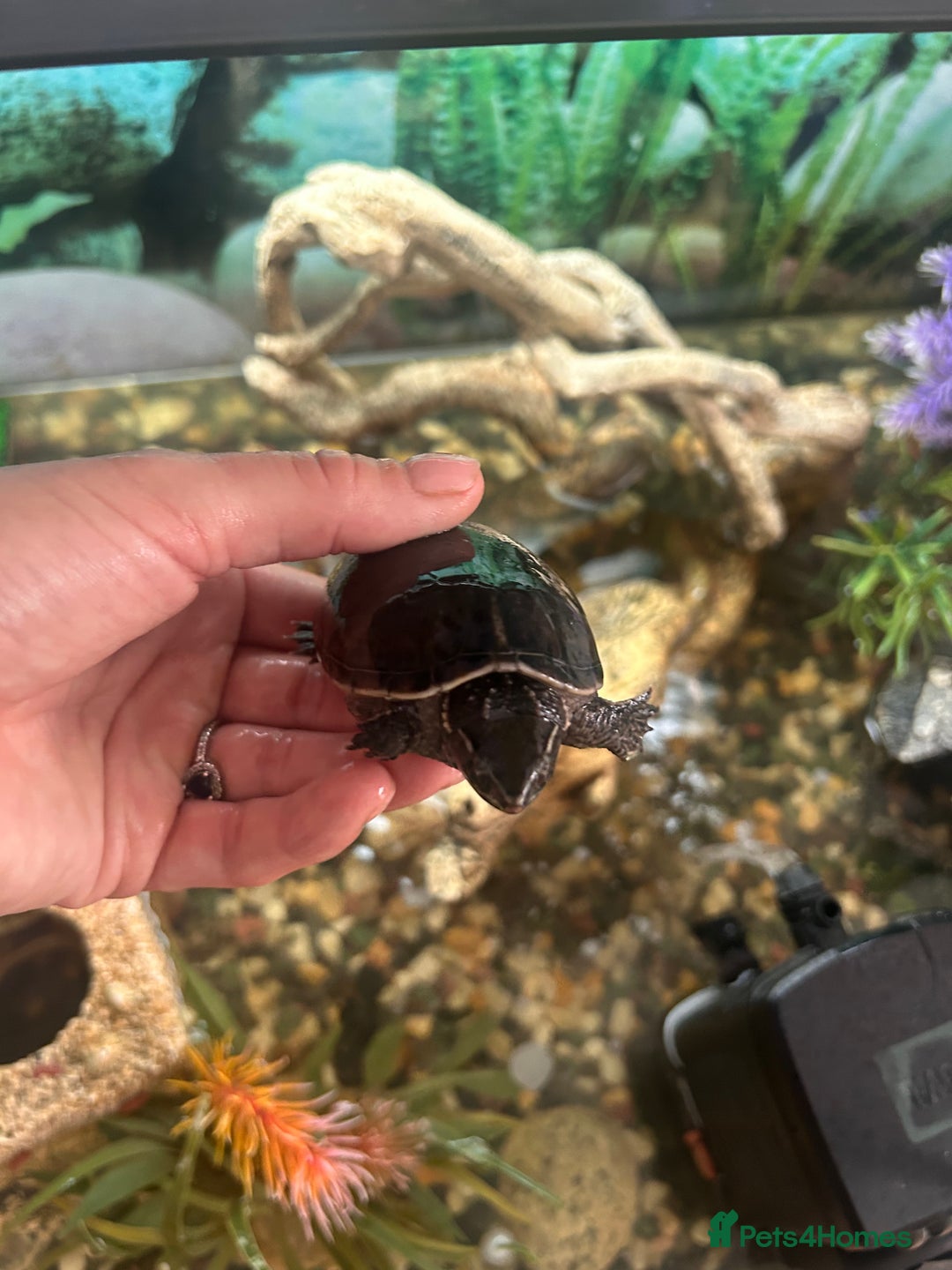 Turtle reptiles for sale: 2 female turtles  - Image 2