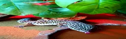 Leopard Gecko reptiles for sale: Leopard Gecko  - Advert 3