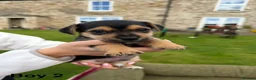 Jack Russell dogs for sale: Black & Tan Jack Russell Puppies  in Richmond - Advert 6