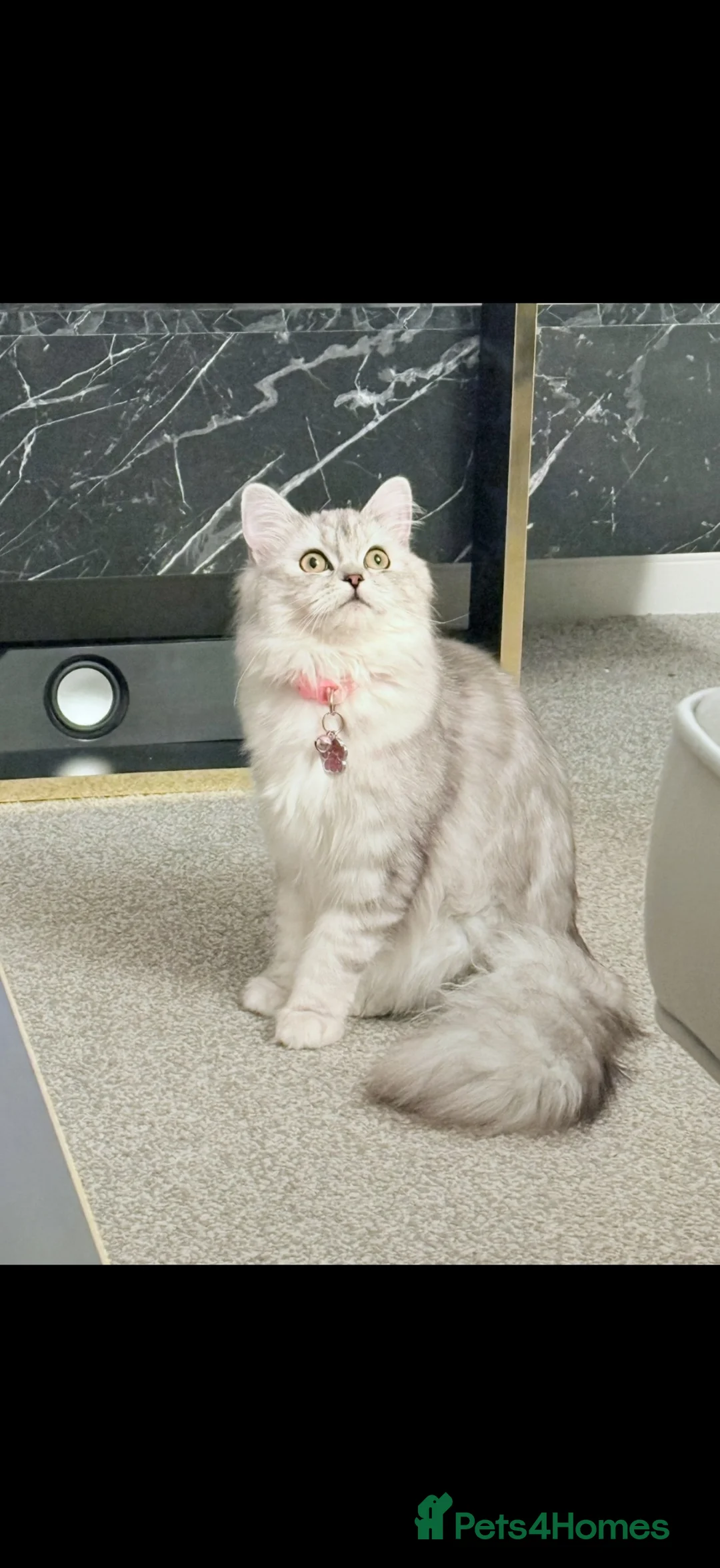 Ragdoll cats for sale: 11-Month-Old Female Persian/Ragdoll Cross in Stockton-on-Tees - Advert 2