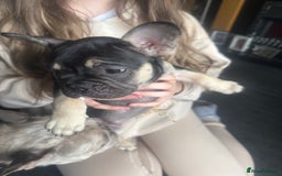 French Bulldog dogs for sale: French bulldog puppies - Image 8