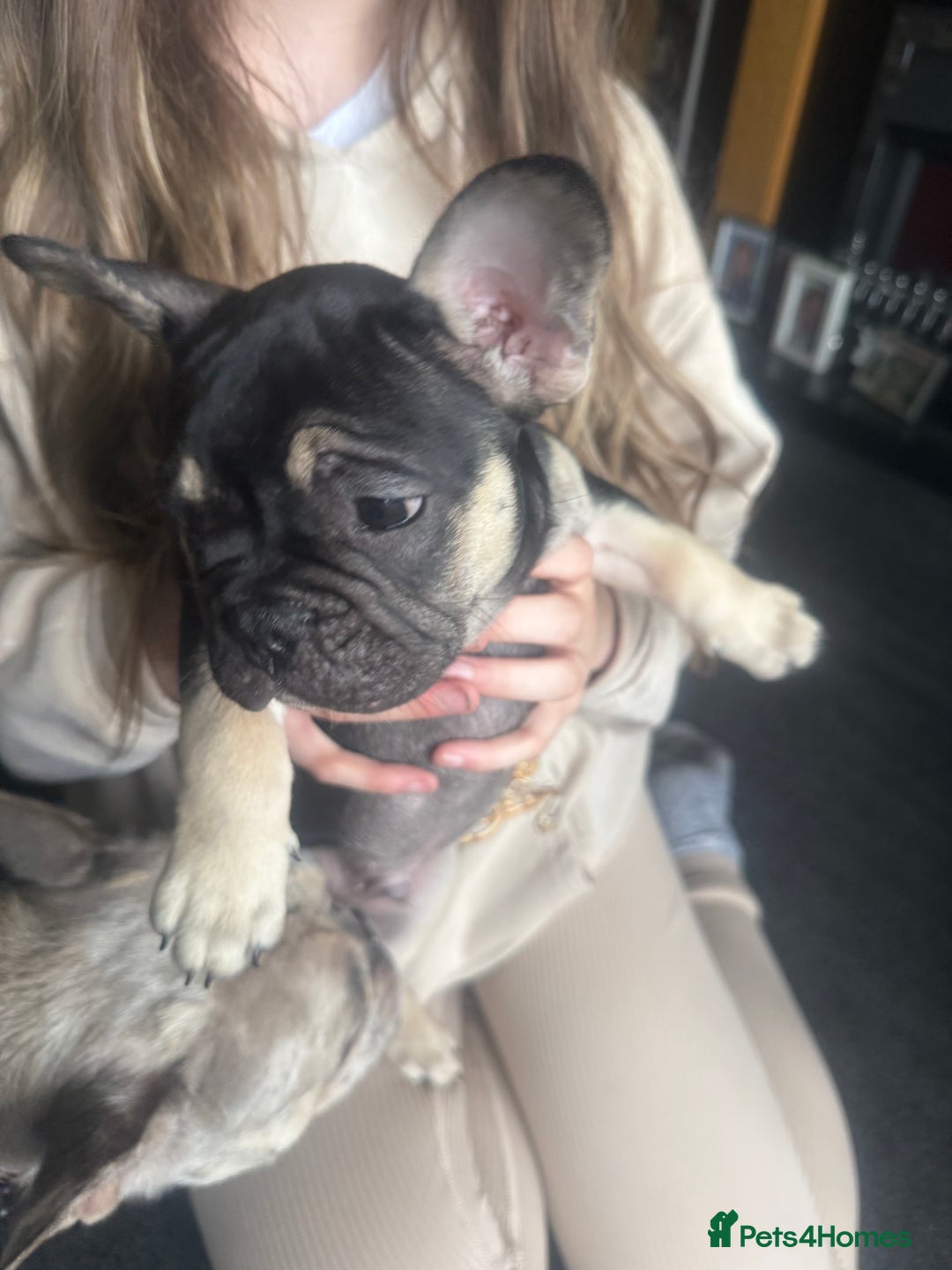 French Bulldog dogs for sale: French bulldog puppies - Image 8